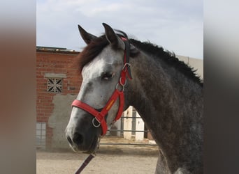 PRE Mix, Gelding, 5 years, 16 hh, Gray