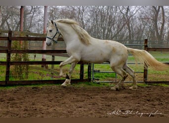 PRE, Gelding, 5 years, 16 hh, Gray