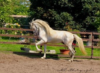 PRE, Gelding, 5 years, 16 hh, Gray