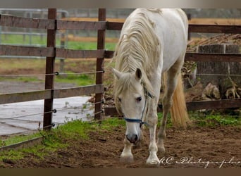 PRE, Gelding, 5 years, 16 hh, Gray
