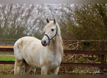 PRE, Gelding, 5 years, 16 hh, Gray