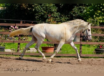 PRE, Gelding, 5 years, 16 hh, Gray