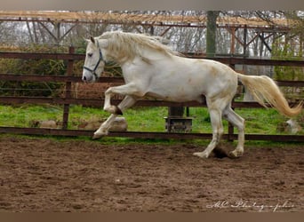 PRE, Gelding, 5 years, 16 hh, Gray
