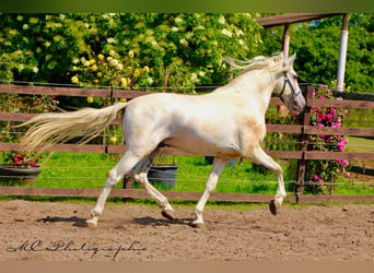 PRE, Gelding, 5 years, 16 hh, Gray