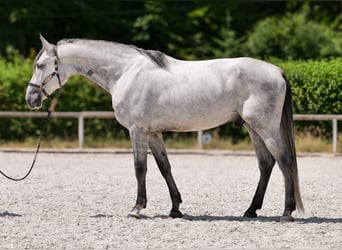 PRE Mix, Gelding, 5 years, 16 hh, Gray
