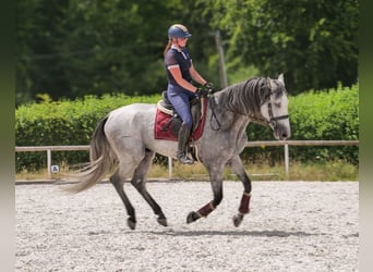 PRE Mix, Gelding, 5 years, 16 hh, Gray