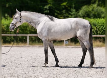 PRE Mix, Gelding, 5 years, 16 hh, Gray