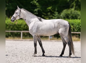 PRE Mix, Gelding, 5 years, 16 hh, Gray