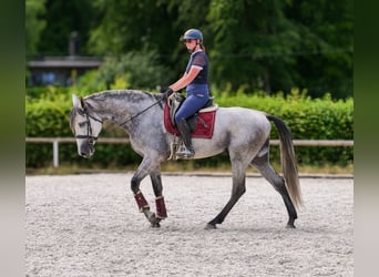 PRE Mix, Gelding, 5 years, 16 hh, Gray