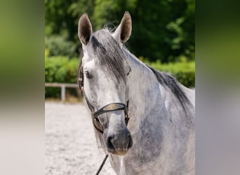PRE Mix, Gelding, 5 years, 16 hh, Gray