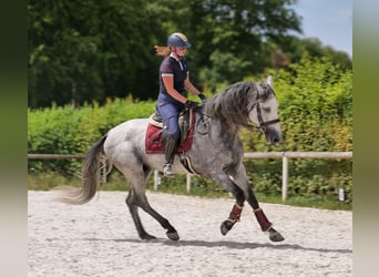 PRE Mix, Gelding, 5 years, 16 hh, Gray