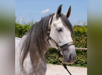 PRE Mix, Gelding, 5 years, 16 hh, Gray