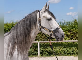 PRE Mix, Gelding, 5 years, 16 hh, Gray