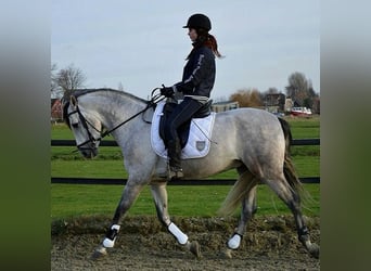 PRE Mix, Gelding, 5 years, 16 hh, Gray