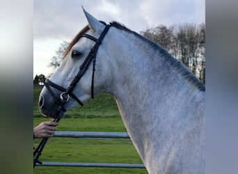PRE Mix, Gelding, 5 years, 16 hh, Gray