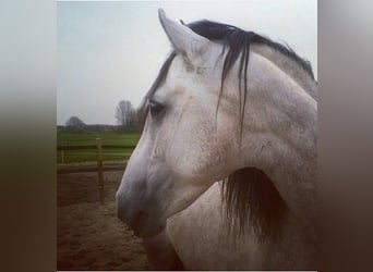 PRE Mix, Gelding, 5 years, 16 hh, Gray
