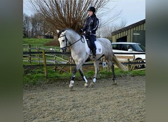 PRE Mix, Gelding, 5 years, 16 hh, Gray