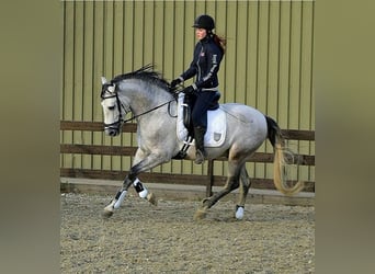 PRE Mix, Gelding, 5 years, 16 hh, Gray