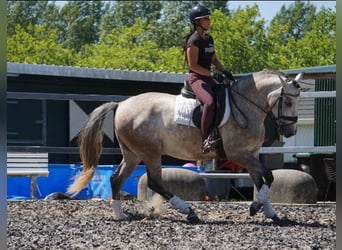 PRE, Gelding, 5 years, 16 hh, Gray-Red-Tan