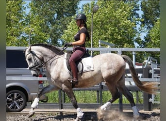 PRE, Gelding, 5 years, 16 hh, Gray-Red-Tan