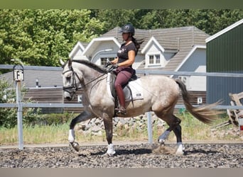 PRE, Gelding, 5 years, 16 hh, Gray-Red-Tan