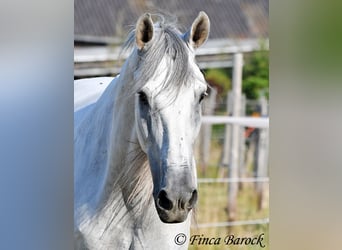 PRE Mix, Gelding, 5 years, 16 hh, Grey