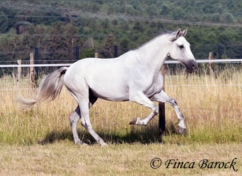 PRE Mix, Gelding, 5 years, 16 hh, Grey