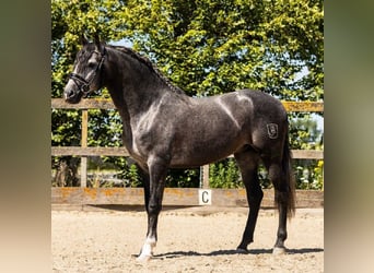 PRE Mix, Gelding, 5 years, 16 hh, Grey