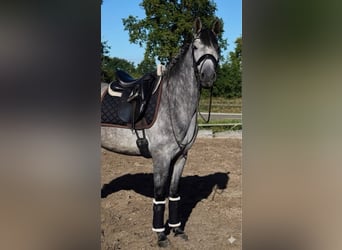 PRE, Gelding, 5 years, 16 hh, Grey