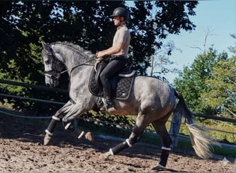 PRE, Gelding, 5 years, 16 hh, Grey