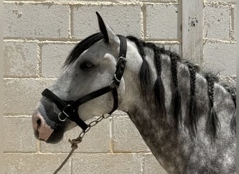 PRE Mix, Gelding, 5 years, 16 hh, Grey