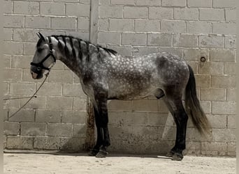 PRE Mix, Gelding, 5 years, 16 hh, Grey