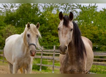 PRE, Gelding, 5 years, 16 hh, Grey