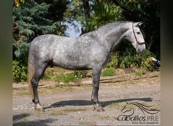 PRE Mix, Gelding, 5 years, 16 hh, Grey