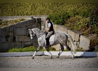 PRE, Gelding, 5 years, 16 hh, Grey