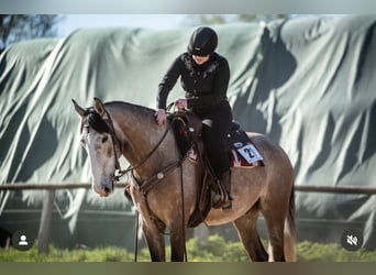 PRE, Gelding, 5 years, 16 hh, Grey-Red-Tan