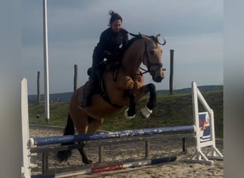 PRE, Gelding, 5 years, 16 hh
