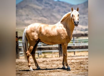 PRE Mix, Gelding, 5 years, 16 hh, Palomino