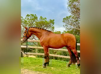 PRE Mix, Gelding, 5 years, 16,1 hh, Bay