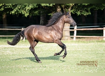PRE, Gelding, 5 years, 16,1 hh, Black