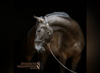 PRE, Gelding, 5 years, 16,1 hh, Black