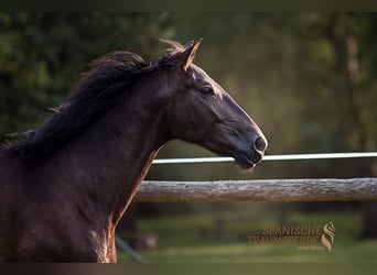 PRE, Gelding, 5 years, 16,1 hh, Black