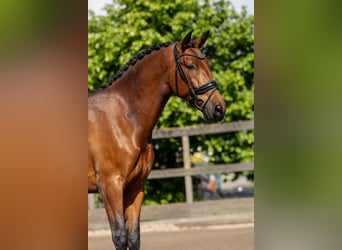 PRE, Gelding, 5 years, 16,1 hh, Brown