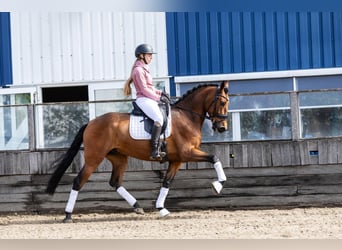 PRE, Gelding, 5 years, 16,1 hh, Brown