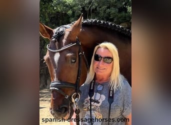 PRE Mix, Gelding, 5 years, 16,1 hh, Brown