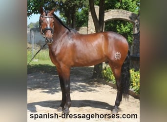 PRE Mix, Gelding, 5 years, 16,1 hh, Brown