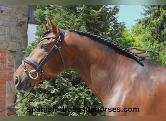 PRE Mix, Gelding, 5 years, 16,1 hh, Brown
