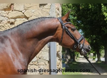 PRE Mix, Gelding, 5 years, 16,1 hh, Brown