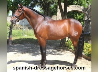 PRE Mix, Gelding, 5 years, 16,1 hh, Brown