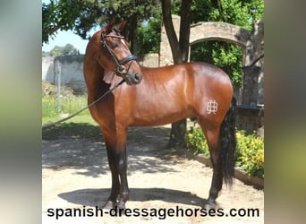PRE Mix, Gelding, 5 years, 16,1 hh, Brown